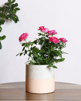 Rose plant with pink flowers